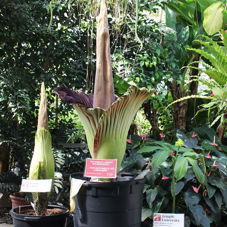 Rare Corpse Flowers Bloom at Temple Ambler