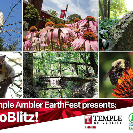 Take a walk on the wild side at Ambler Arboretum BioBlitz