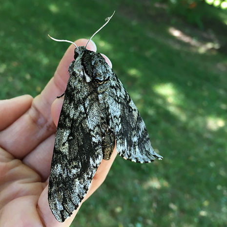 Curiouser and Curiouser - A Menagerie of Moths