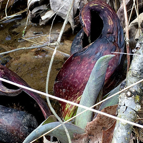 Curiouser and Curiouser - Skunk Cabbage