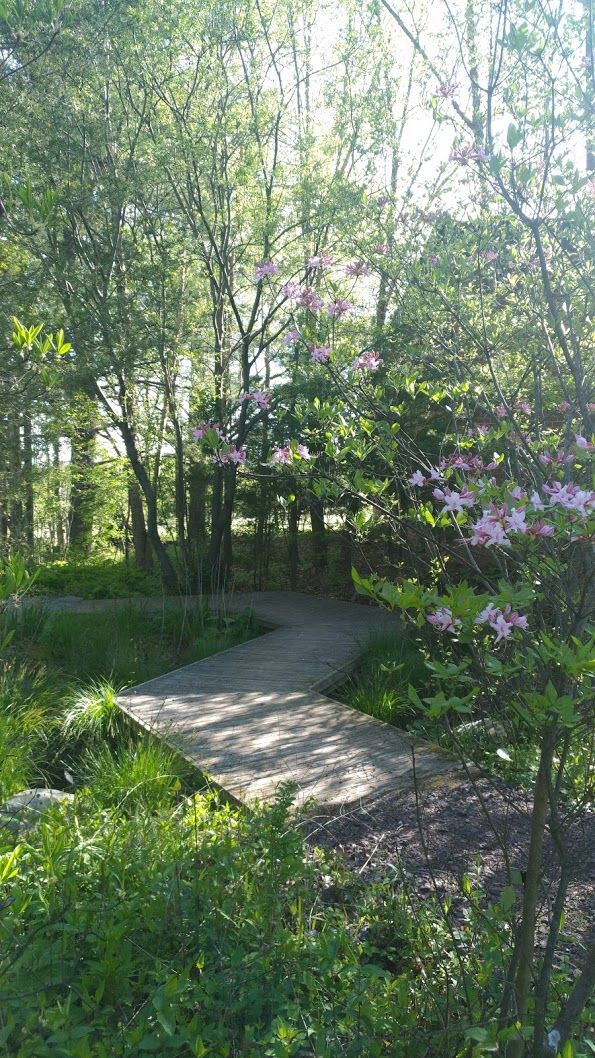 Sustainable Wetland Garden