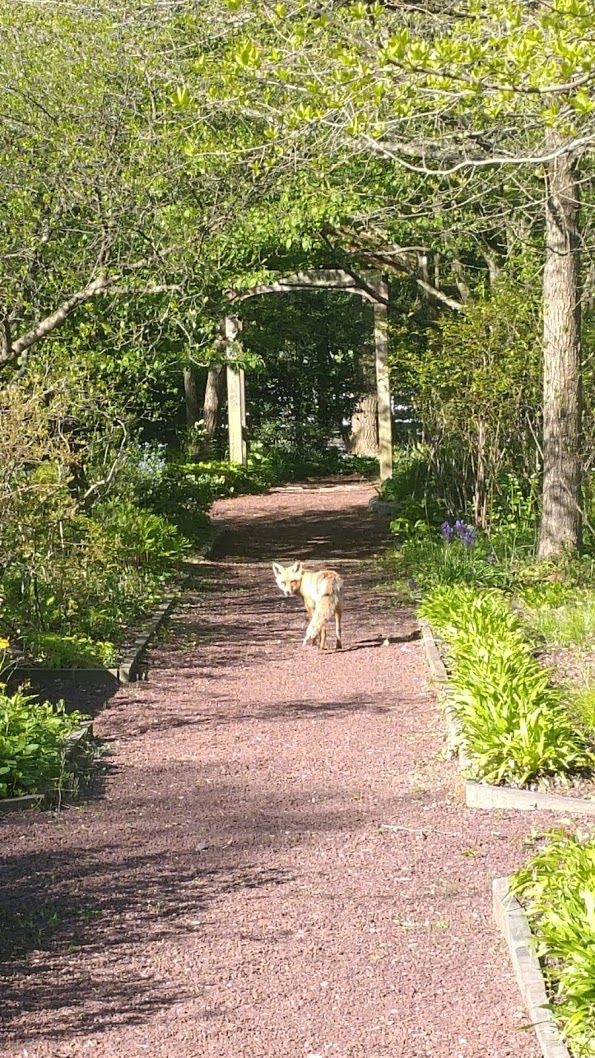 Formal Native Plant Garden