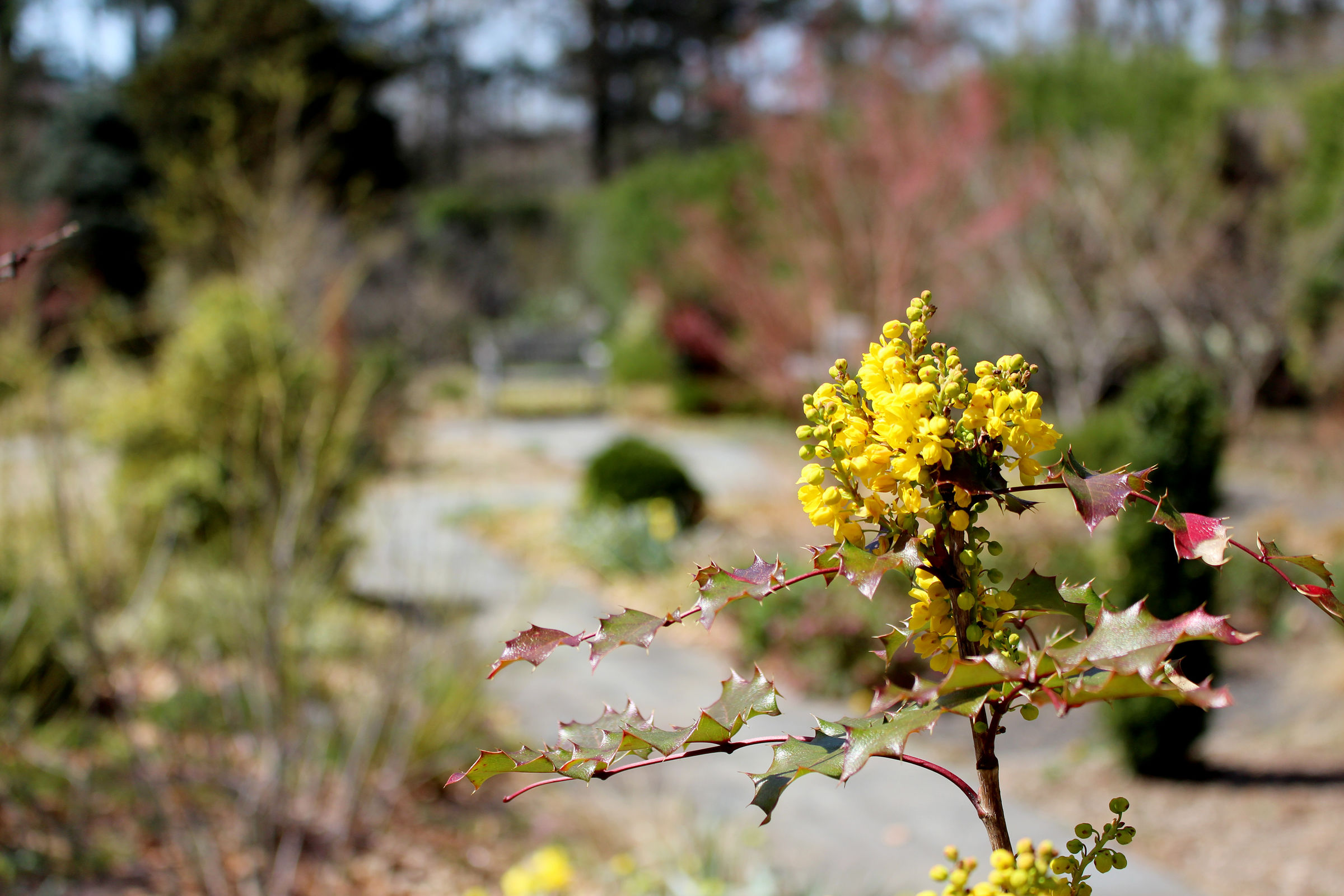 Barbara F. and Philip R. Albright Winter Garden