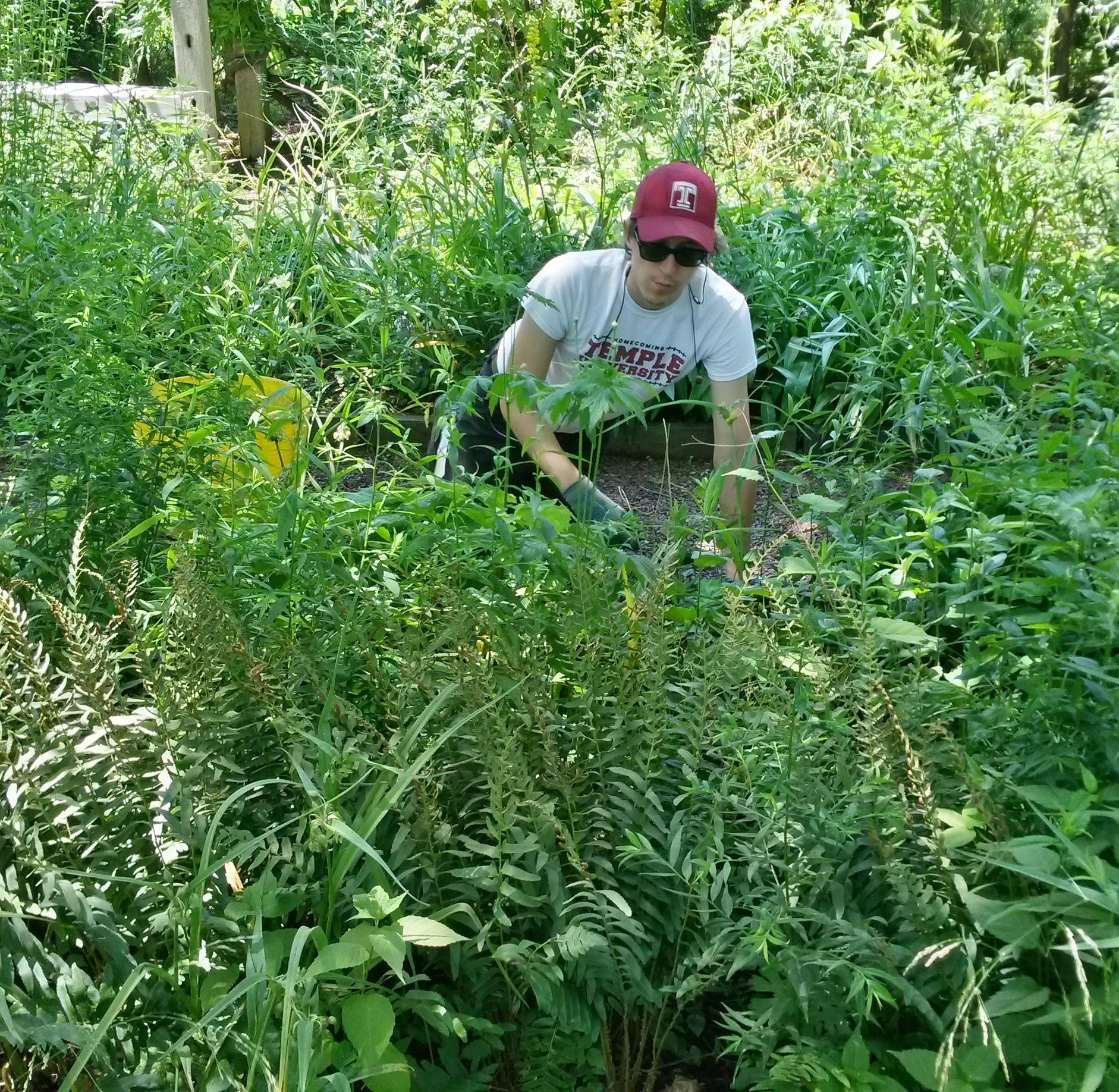 Formal Native Plant Garden