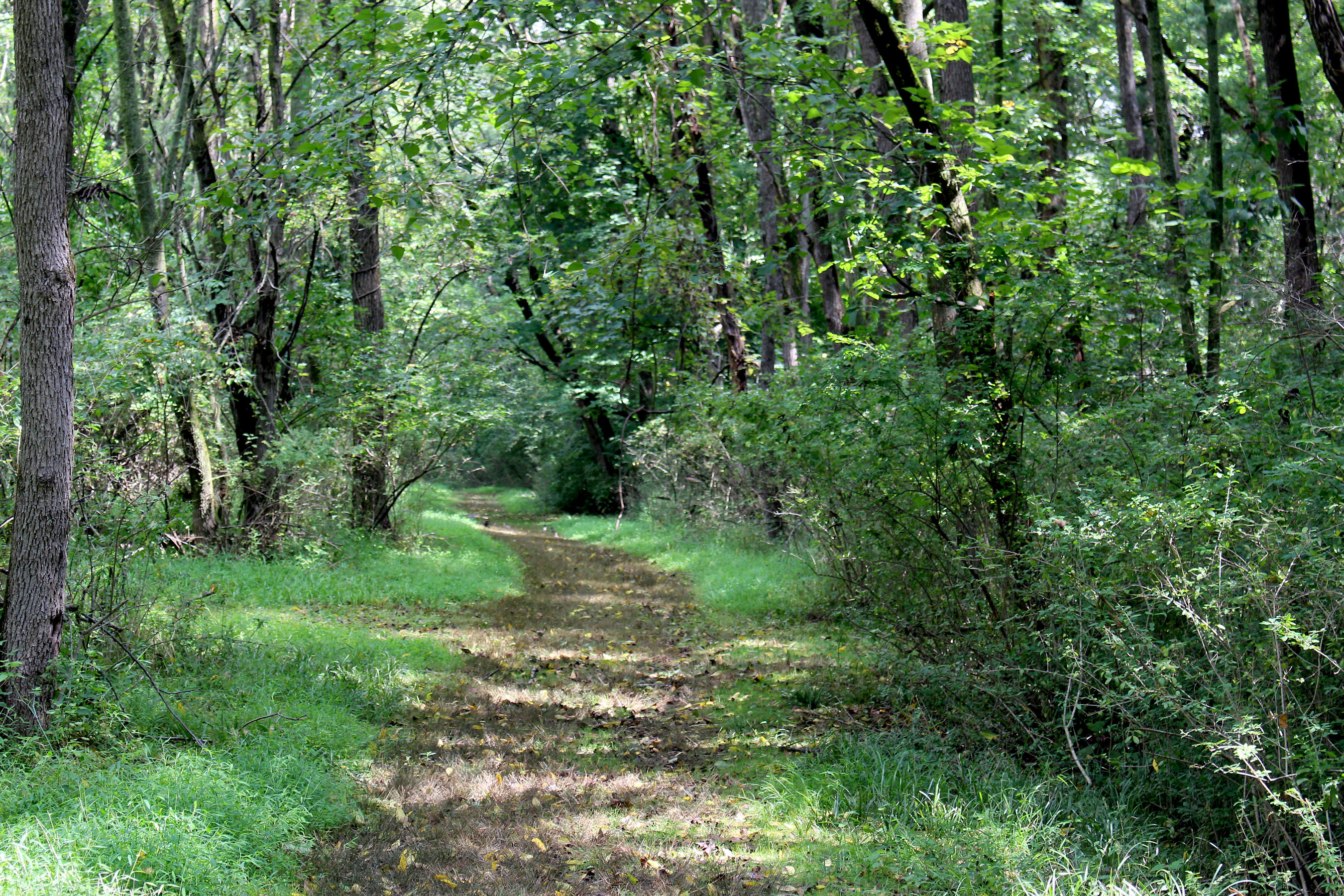 Perimeter Woodland