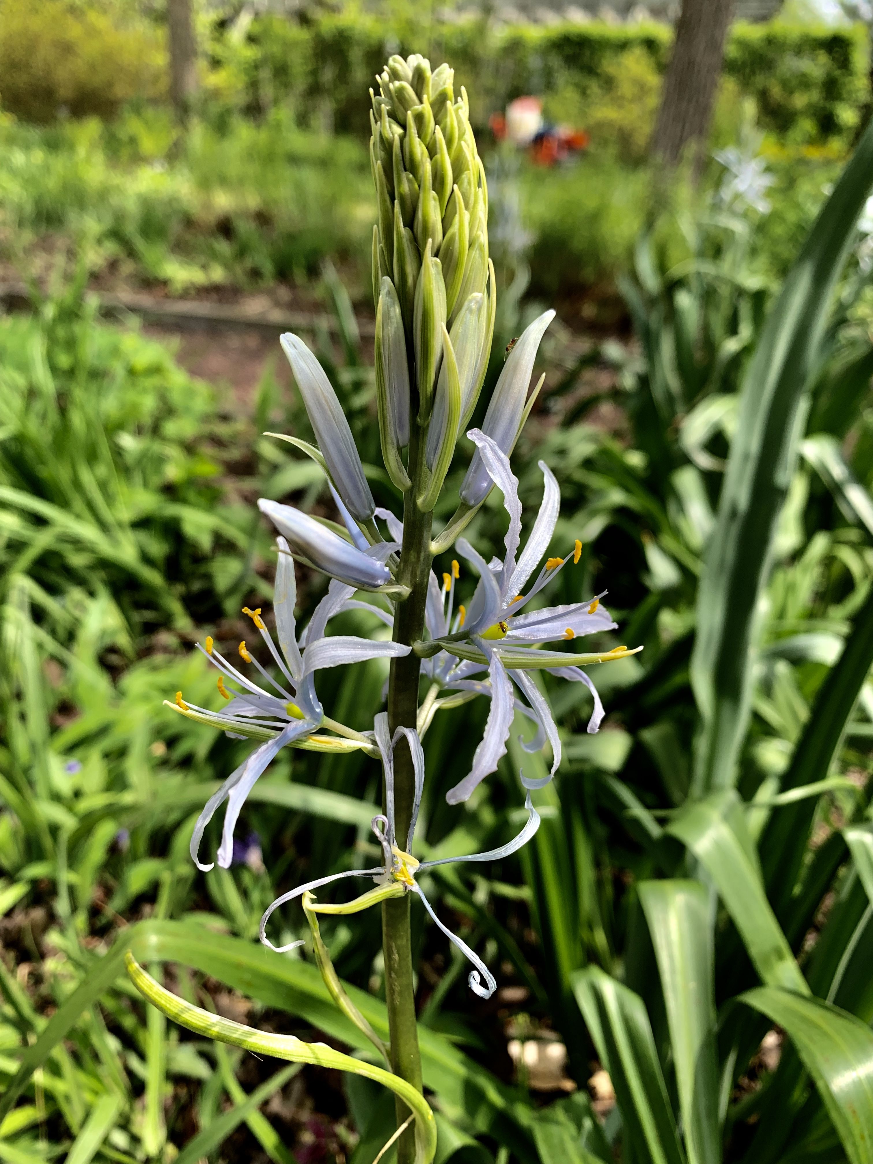 Formal Native Plant Garden