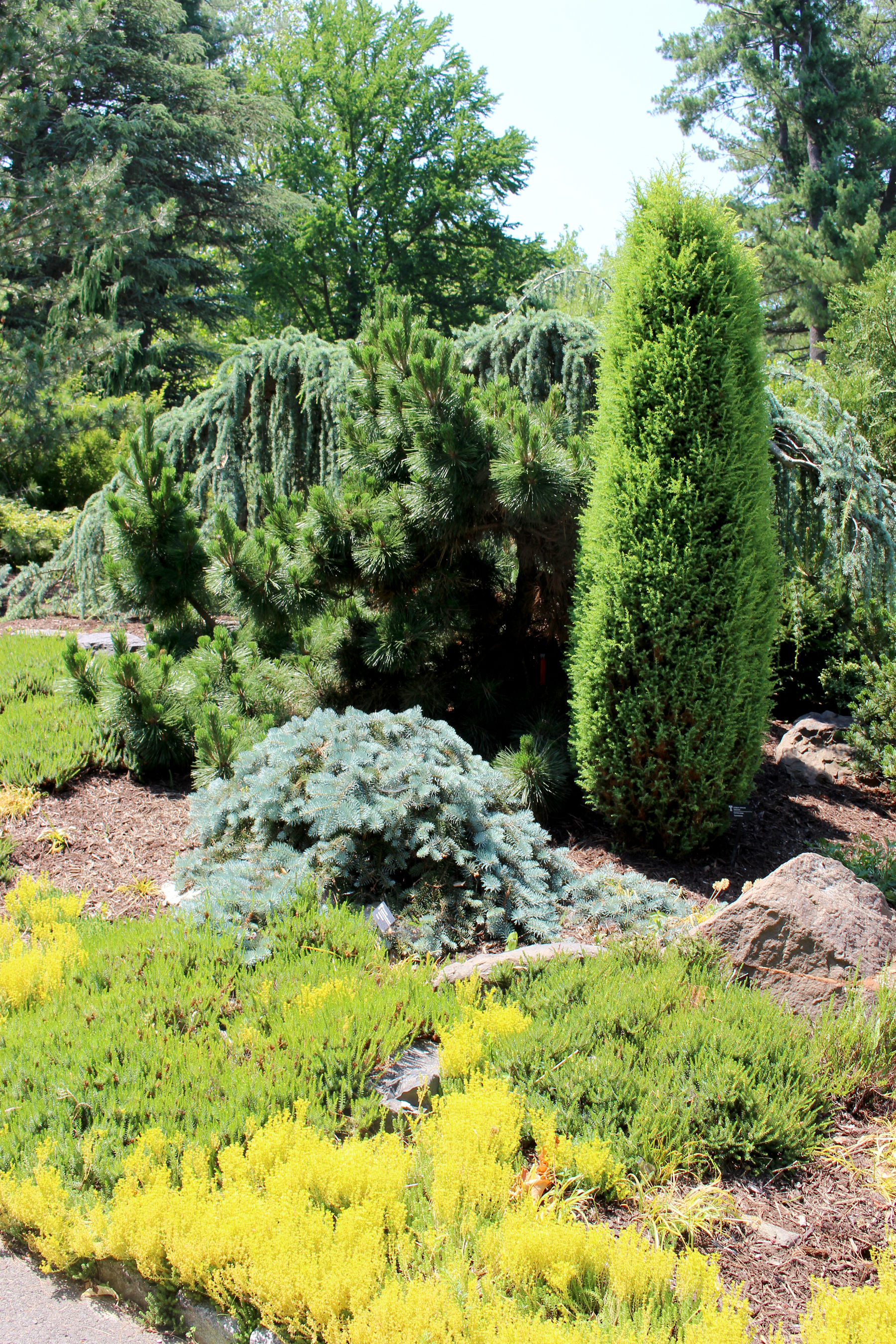 Colibraro Conifer Garden