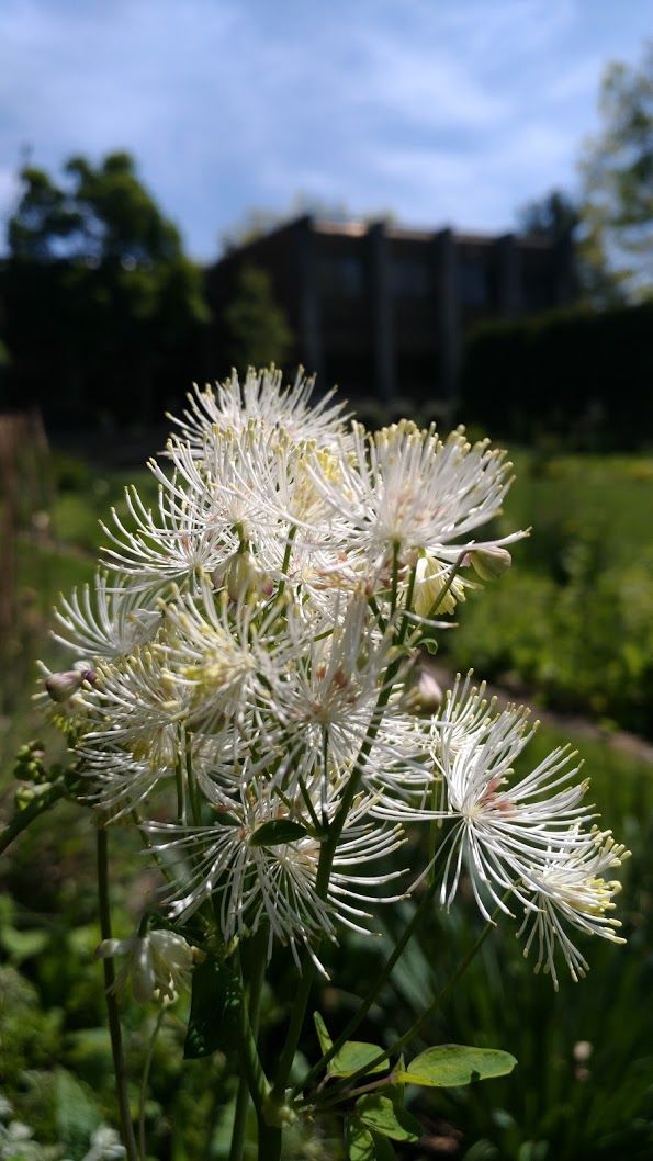 Louise Bush-Brown Formal Perennial Garden