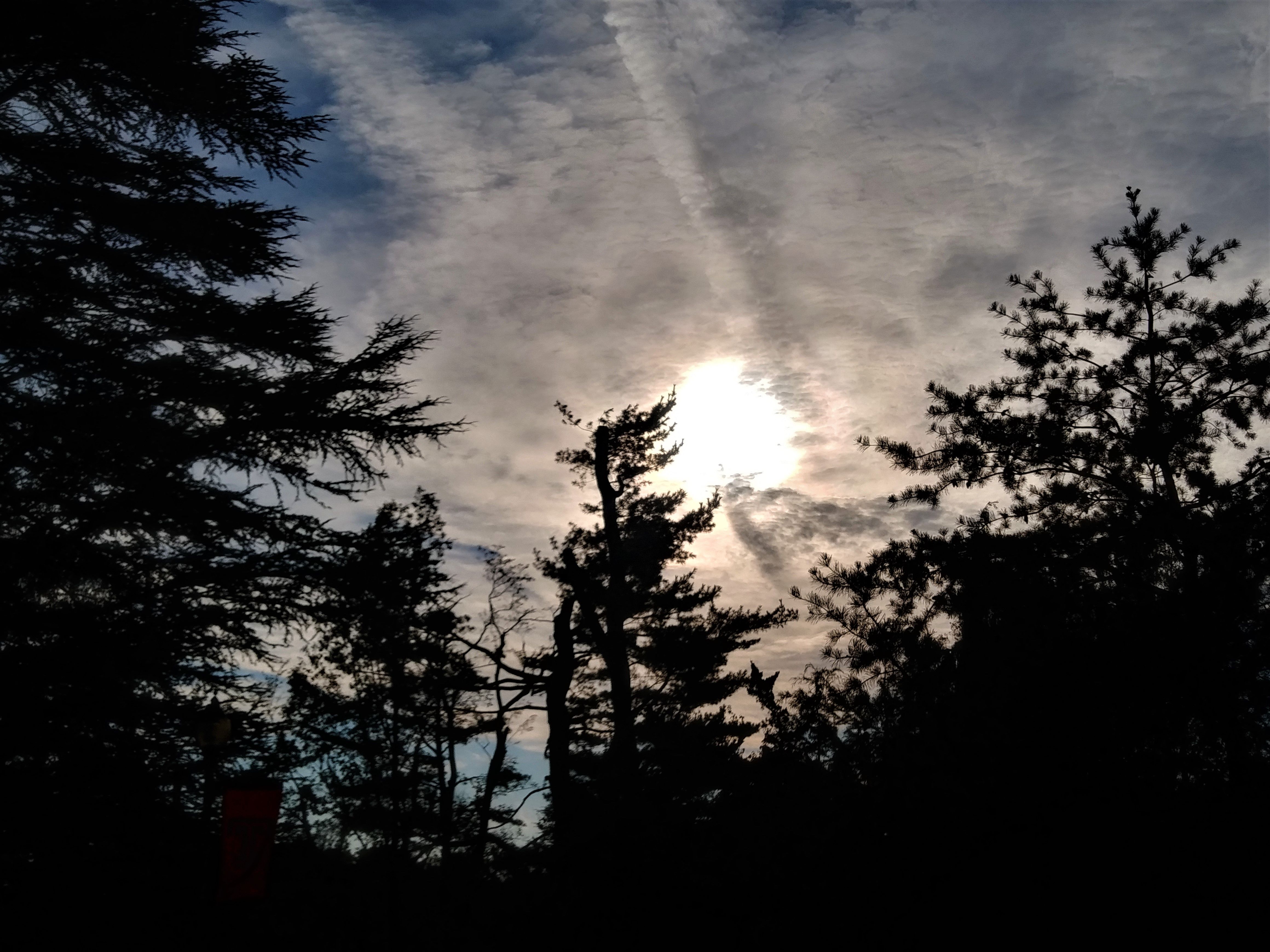 On the Horizon in the Ambler Arboretum