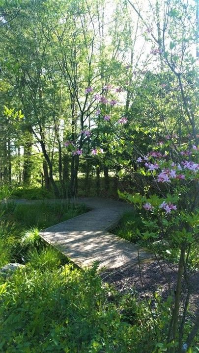 Sustainable Wetland Garden