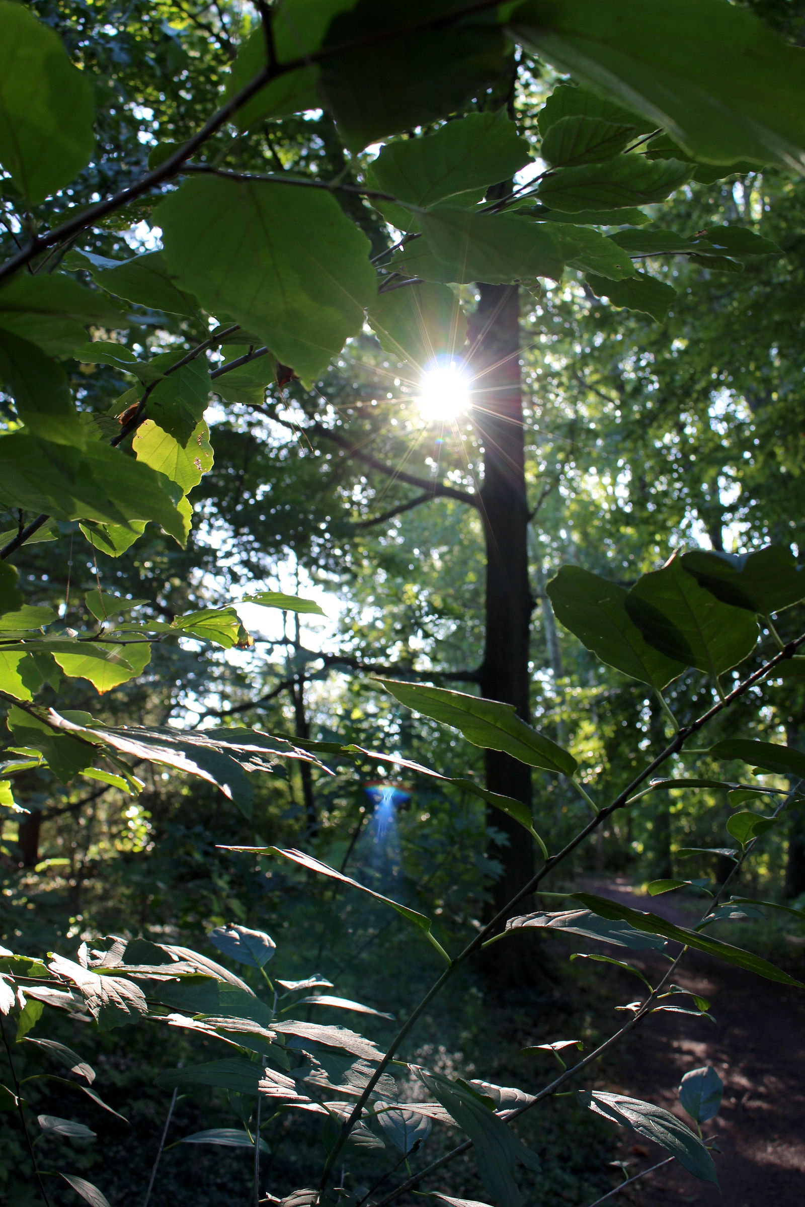 Woodland Garden