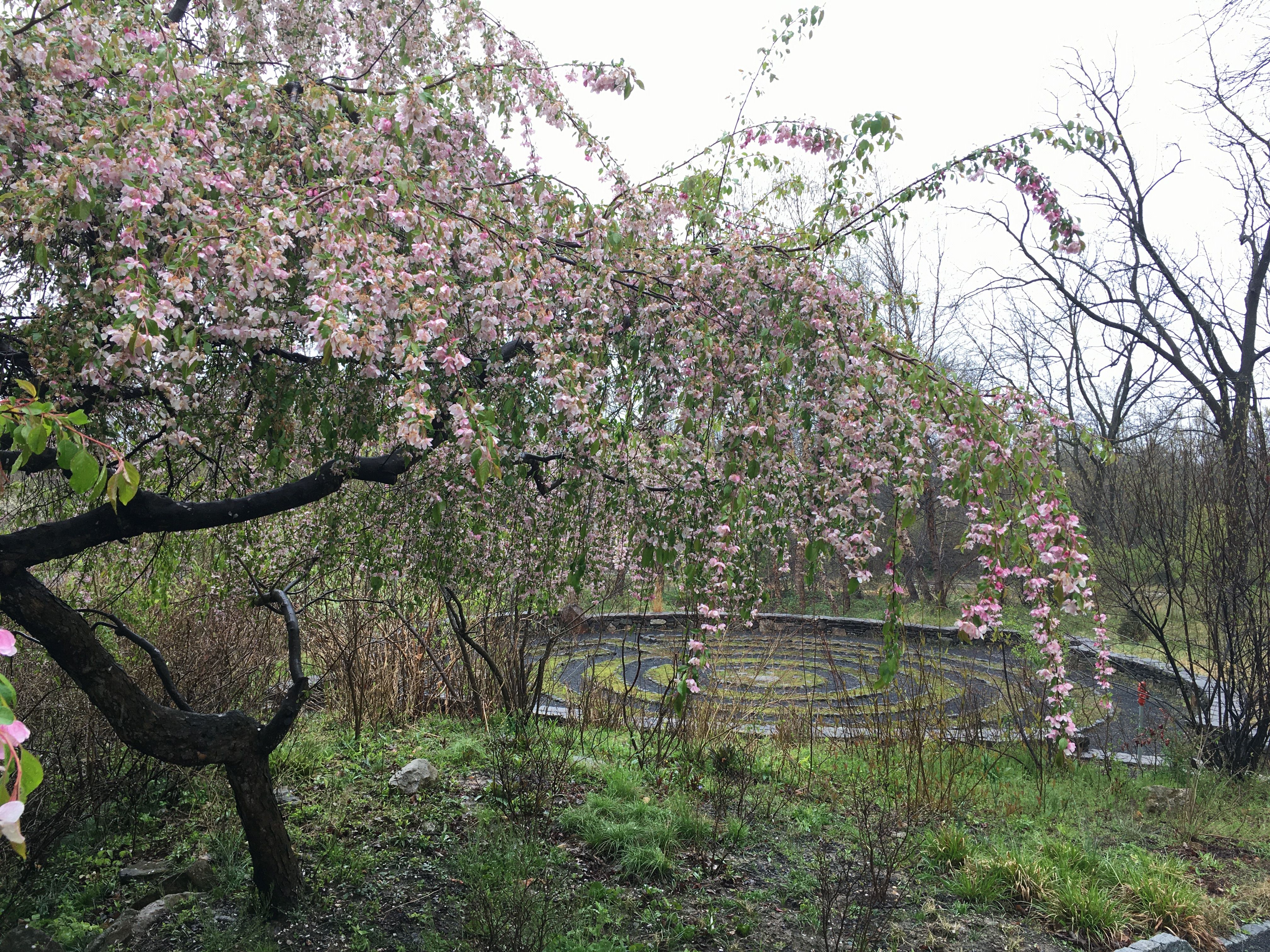 Ernesta Ballard Healing Garden