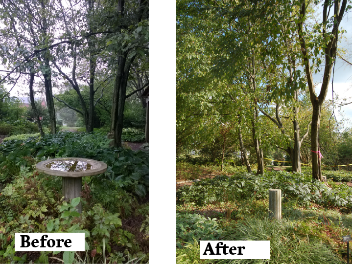 The birdbath in the Groundcover Garden.