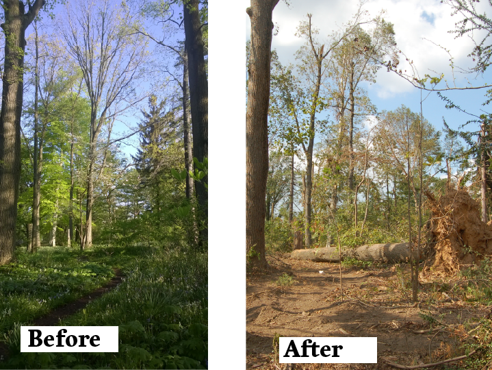 The Woodland Garden, before and after the tornado swept through campus