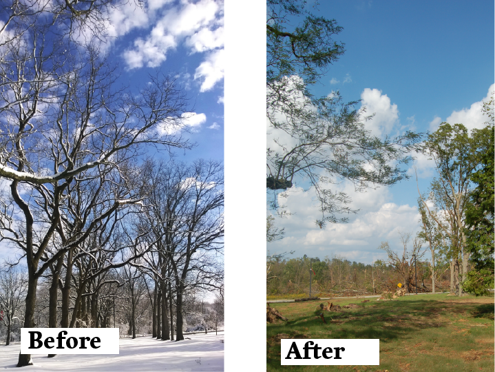 A before and after view of the historic allée of nut-bearing trees