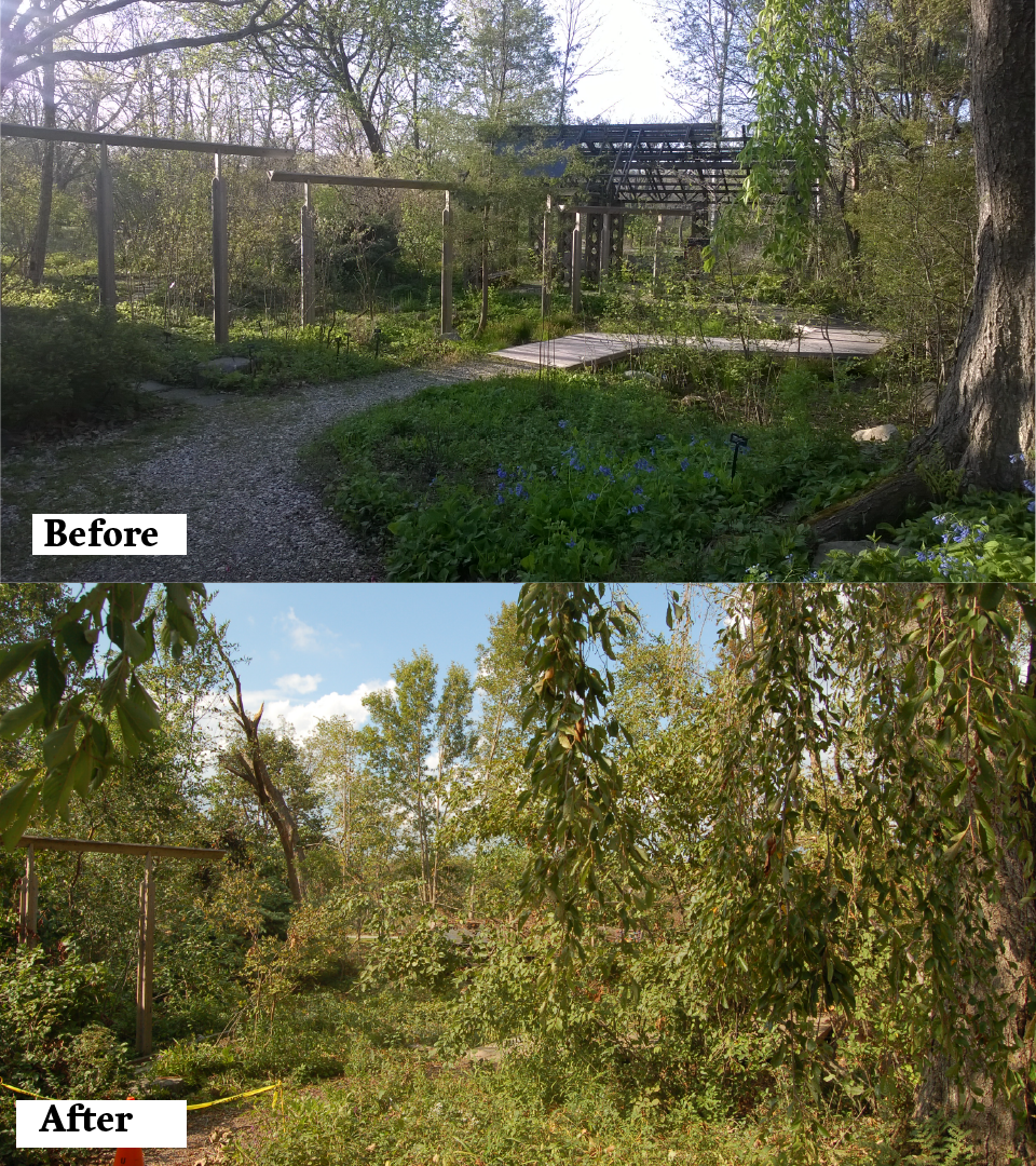 Another view of the Sustainable Wetland Garden.