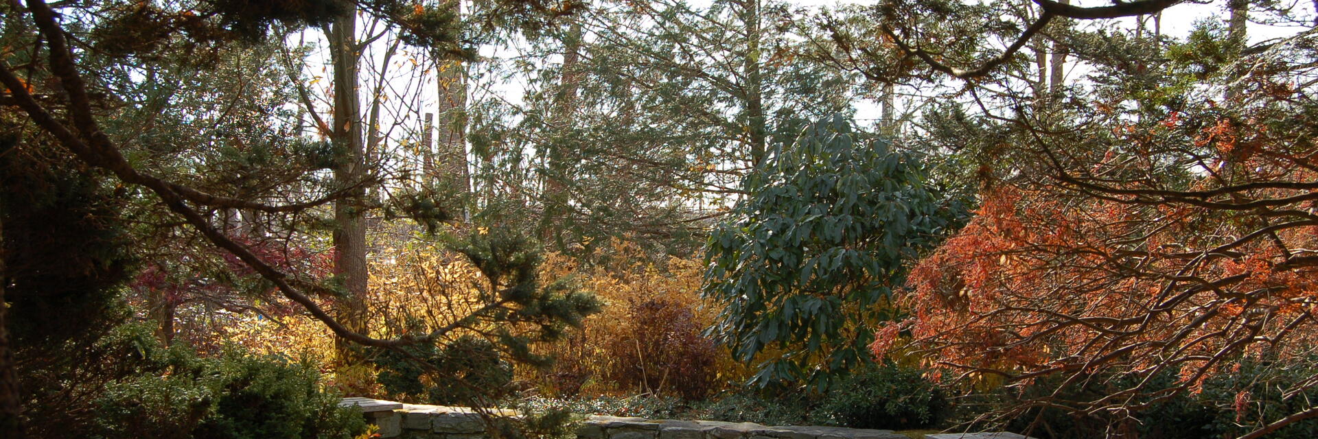 The Louise Stein Fisher Garden in autumn 