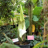 1-Corpse-Flower-4-15-23-600px.jpg