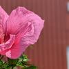 1-Flower-and-Barn.jpg