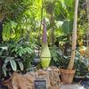 Corpse Flower 2026
