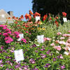 flowers in the formal gardens