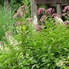 10b-Native-Plant-Garden.jpg