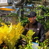 Working in the Ambler Campus Greenhouse
