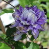 2022-Flower-Show-Day-1-17.JPG