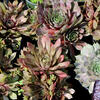 2022-Flower-Show-Day-1-4.JPG