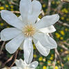 Spring Arboretum Director's Walk