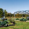 A view of a garden featuring multiple wooden raised beds filled with mature leafy green vegetables. Above one of the beds stands a silver-metal pergola-style frame supporting several angled solar panels overhead, casting some shade onto the plants below. Additional garden equipment and weather stations sit next to the beds. The garden sits in a grassy field bordered by trees with green-brown foliage, under a bright, cloudless blue sky.