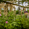 A natural garden setting where small pink flowers and green leafy plants are growing in the foreground, with a wooden pergola structure and trees softly blurred in the background. 
