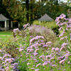 Flowers in the formal garden