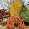 Colibraro Conifer Garden