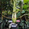 Corpse-Flower-600px_1.jpg