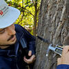 The image features a person standing against the side of a tree. The tree has a thin metal band around the trunk that fits like a belt. Part of the band includes a small spring that allows it to stretch as the tree grows thicker. There is a narrow gap in the band, forming a small opening. The person is using a measuring tool to measure the width of this opening, which shows how much the tree has grown over time.