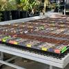 The image shows multiple propagation trays placed on top of a table inside the Temple Ambler Greenhouse. The trays contain soil with newly planted seeds, but no visible plant growth yet. Surrounding the table are many different plants grown in the greenhouse.