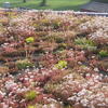 Green%20Roof2.JPG