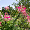 flowers in the garden