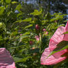 IMG_6601.jpg