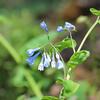 Virginia Bluebells - Mertensia virginica