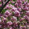 Kanzan Cherry - Prunus 'Kanzan'