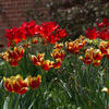 Tulips in the garden