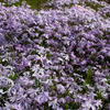 Ground Cover with purple flowers