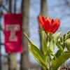 flower in front of a temple t