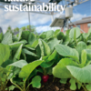 A cover from the journal Nature Sustainability Volume 8 Issue 8. The cover shows red radishes emerging from the soil, their vibrant green leafy tops healthy and full. In the background, a metal frame holds solar panels above the plants, and a weather station stands to the side, showing a combination of sustainable agriculture and renewable energy monitoring.