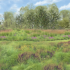 Resiliant%20Garden%20Rendering%202.png