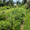 Ambler Arboretum Formal Gardens