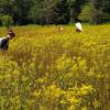 Five scientists carrying large bug-catching nets are scattered throughout a field of tall shrubbery and yellow flowers. A lush green forest borders the edge of the field. It is a warm day, with the sun shining overhead.
