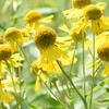 Sneezeweed%201.jpg